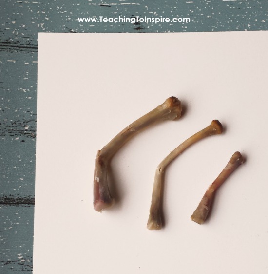 Engage your students this Thanksgiving with a bending bones experiment with turkey bones (or chicken). FREE science reading activity and directions for this Thanksgiving science activity on the post.