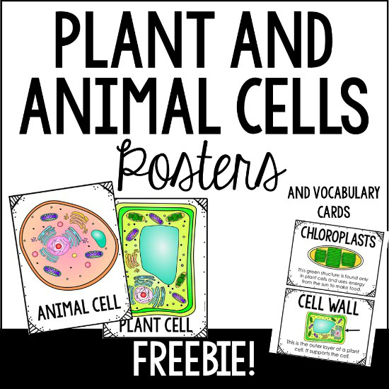 Videos For Teaching Plant And Animal Cells