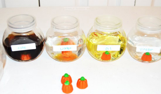 Fall or Halloween Science Experiment Freebies! Grab free printables to complete a fall science experiment that involves dissolving candy pumpkins in various liquids. Perfect for fall and Halloween!