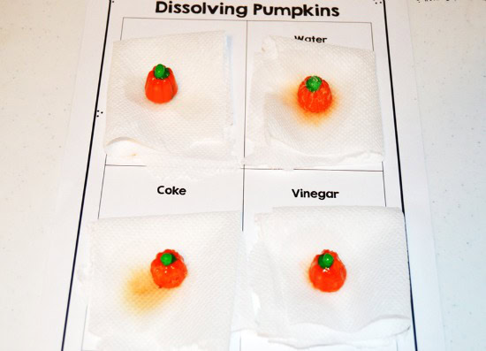 Fall or Halloween Science Experiment Freebies! Grab free printables to complete a fall science experiment that involves dissolving candy pumpkins in various liquids. Perfect for fall and Halloween!