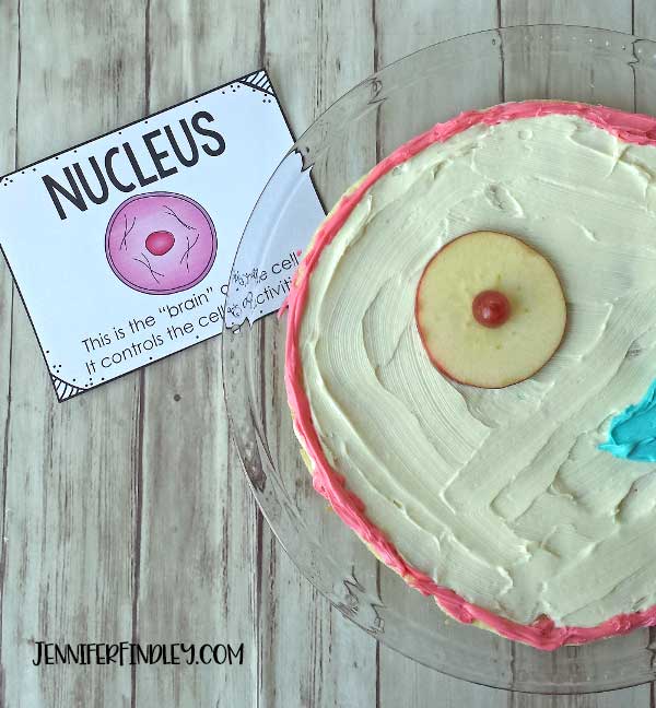 Edible animal cells! Check out this post for more details and grab free animal cell posters!