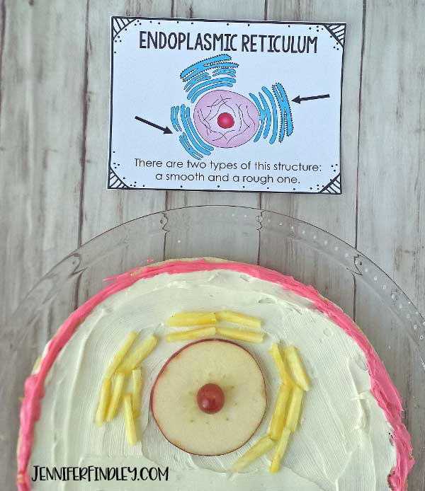 Edible Animal Cells Teaching With Jennifer Findley