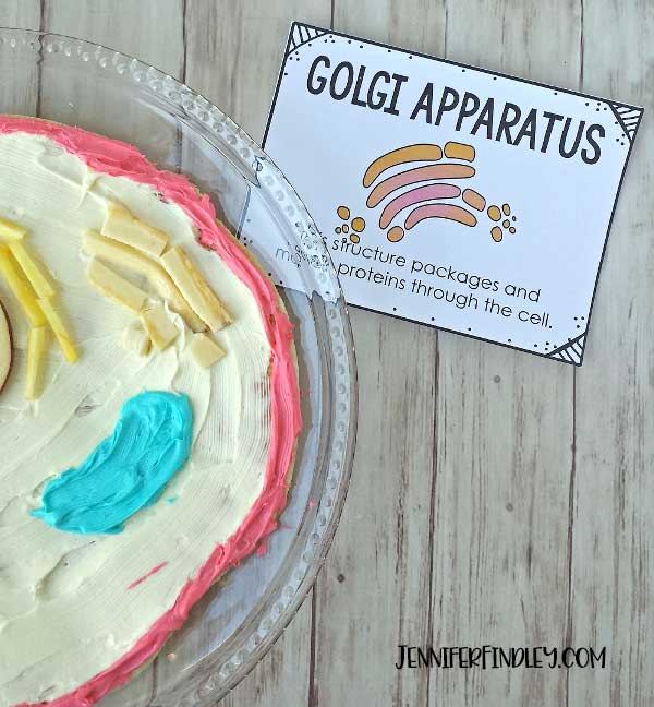 Edible animal cells are sure to help your students remember the different animal cell organelles and their functions. Read more and grab free vocabulary posters on this post!