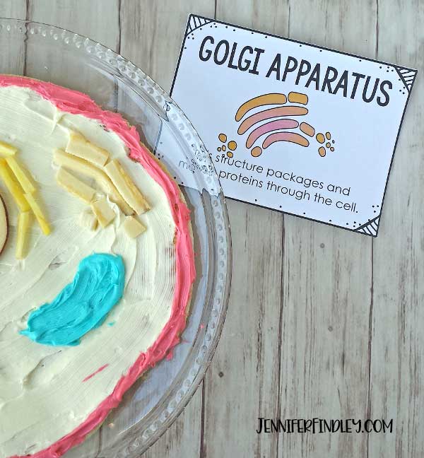 golgi apparatus model