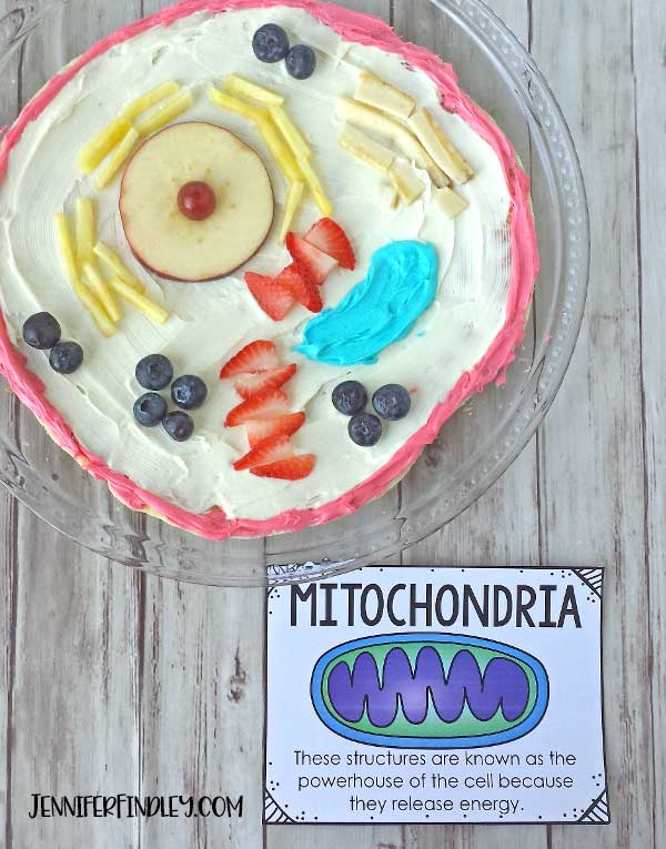 Sweet Cellular Model | Mara made an animal cell... cake. Yum… |  dsleeter_2000 | Flickr