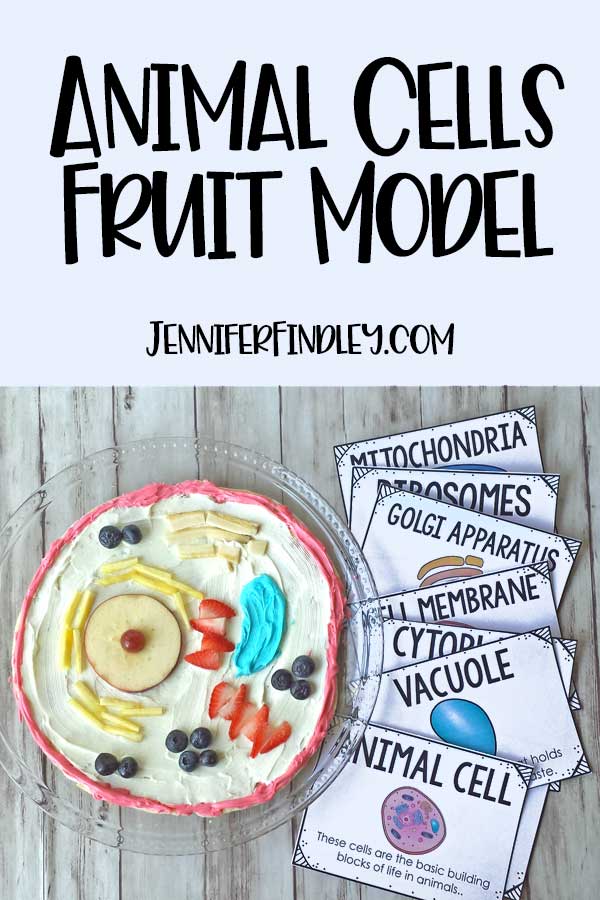 Edible animal cells are sure to help your students remember the different animal cell organelles and their functions. Read more and grab free vocabulary posters on this post!