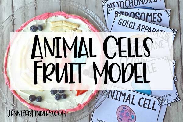 animal cell for kids project