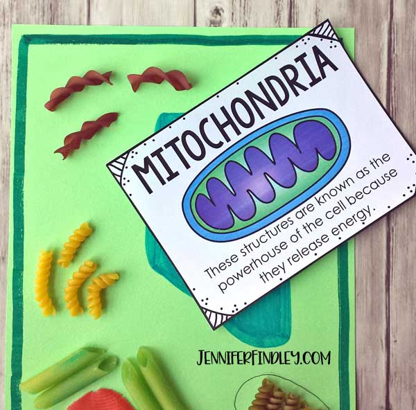 Make plant cell models with noodles! Get the details and grab free vocabulary posters here.