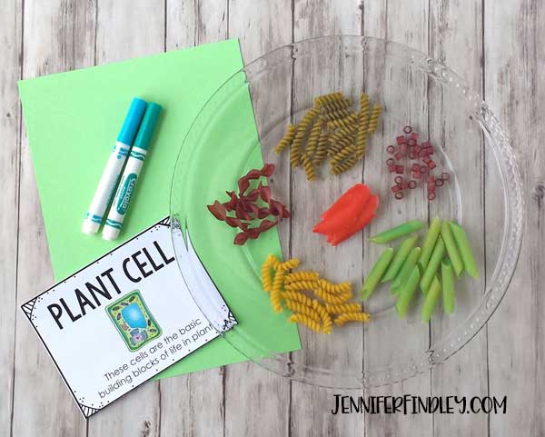 Plant Cell Model With Noodles Teaching With Jennifer Findley