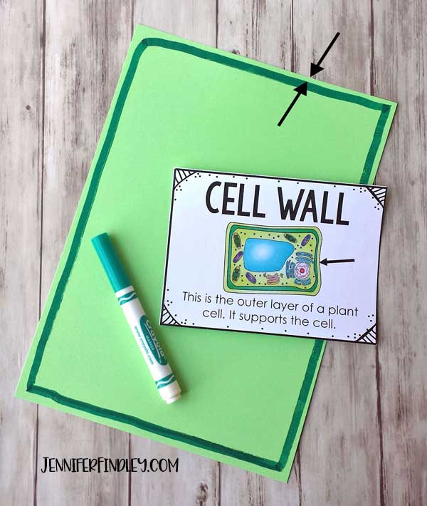 Plant Cell Model With Noodles Teaching With Jennifer Findley