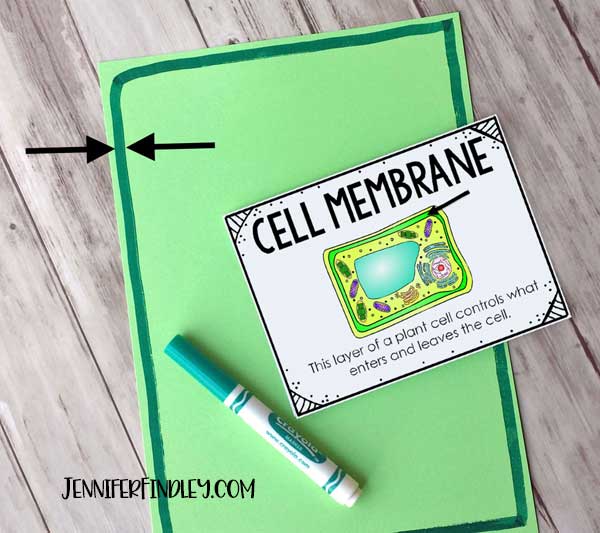 Making plant cell models to help students remember the organelles.