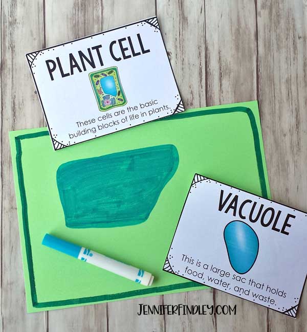 Making plant cell models to help students remember the organelles.