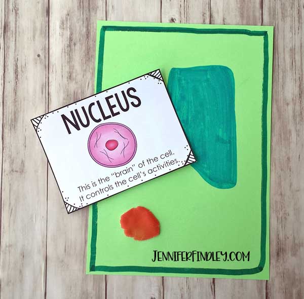 Make plant cell models with noodles! Get the details and grab free vocabulary posters here.