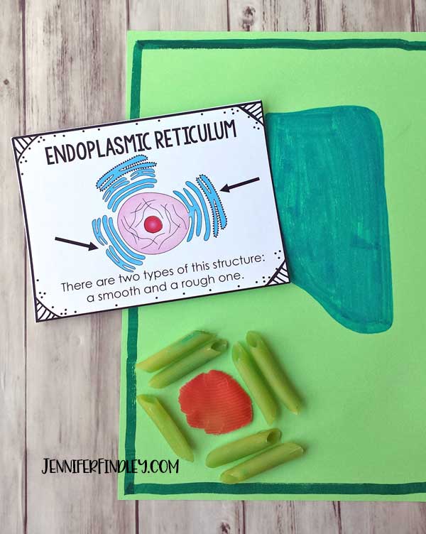 Help your students remember plant cells and their organelles by making a cell model using noodles! Read more and get free vocabulary posters!