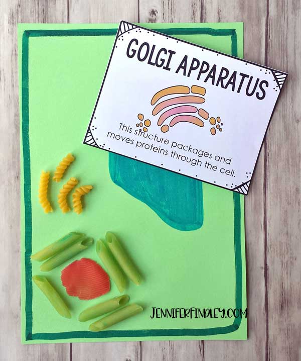 Help your students remember plant cells and their organelles by making a cell model using noodles! Read more and get free vocabulary posters!