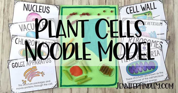 Helfen Sie Ihren Schülern, sich an Pflanzenzellen und ihre Organellen zu erinnern, indem Sie ein Zellmodell mit Nudeln herstellen! Lesen Sie mehr und erhalten Sie kostenlose Vokabelposter!