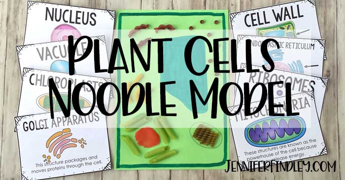 Pomóż swoim uczniom zapamiętać komórki roślinne i ich organelle robiąc model komórki przy użyciu makaronu! Przeczytaj więcej i zdobądź darmowe plakaty ze słownictwem!