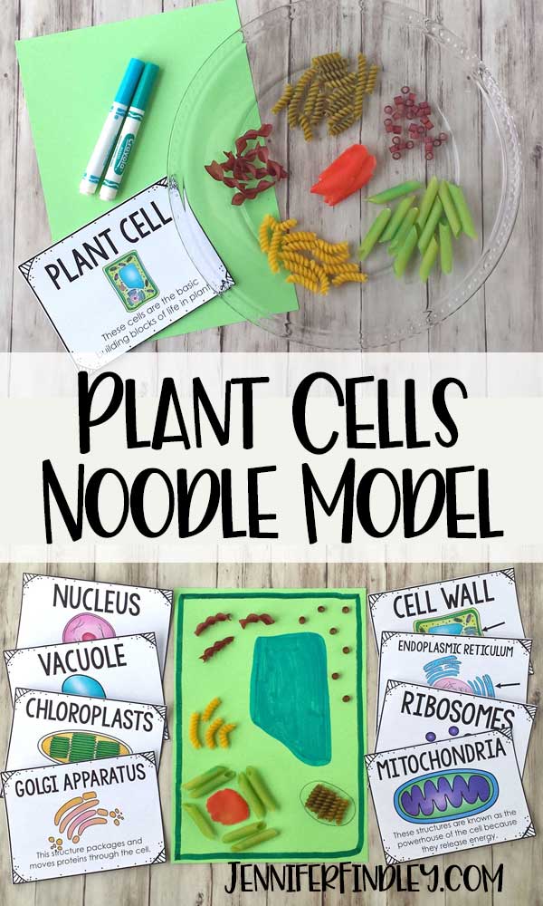 Help your students remember plant cells and their organelles by making a cell model using noodles! Read more and get free vocabulary posters!