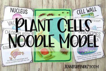 Help your students remember plant cells and their organelles by making a cell model using noodles! Read more and get free vocabulary posters!