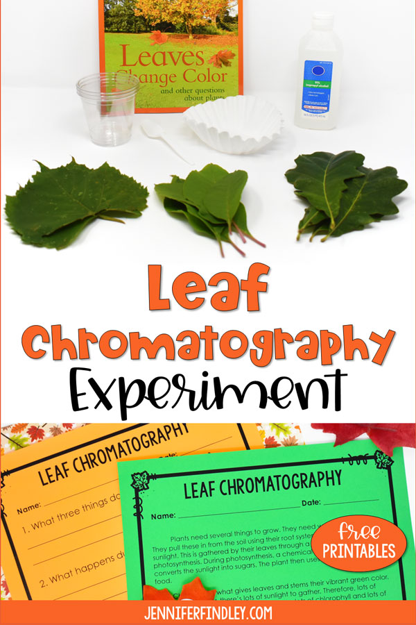 This leaf chromatography experiment is a perfect fall science activity for upper elementary students. Get all the details including a free reading passage on this post.