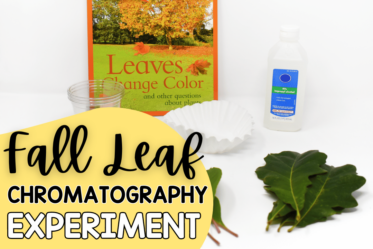 This is a fun and informative fall science activity that has a great content focus. This experiment explores how leaves change color in the fall. 