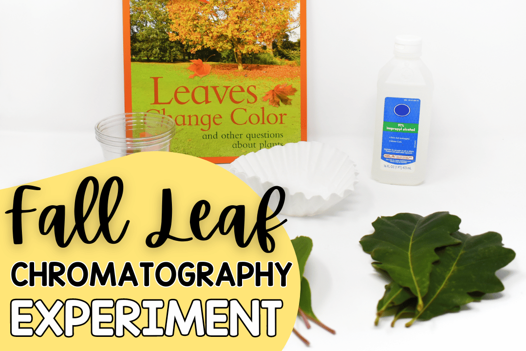 Leaf Chromatography Experiment